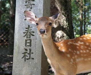 奈良公園で鹿と遊ぼう 沢山いる時間帯や季節はあるの 御朱印たび Com