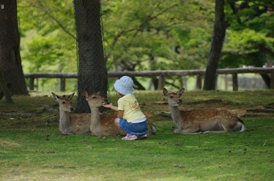 奈良公園で鹿と遊ぼう 沢山いる時間帯や季節はあるの 御朱印たび Com