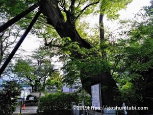 青渭神社の欅